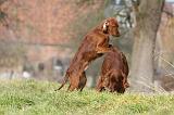 SETTER IRLANDAIS 281